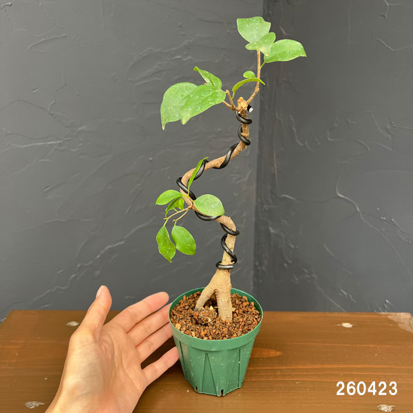 ガジュマル（曲げ仕立て）　3号鉢植え*