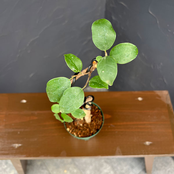 ガジュマル（曲げ仕立て）　3号鉢植え*