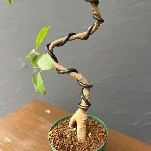 ガジュマル（曲げ仕立て）　3号鉢植え*