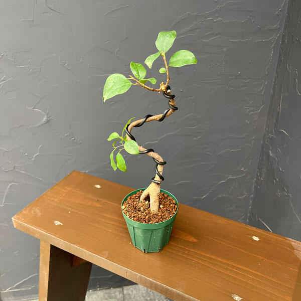 ガジュマル（曲げ仕立て）　3号鉢植え*