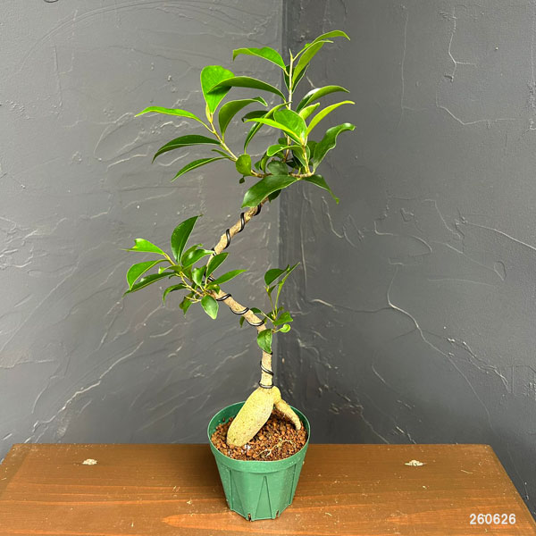 園芸ネット本店｜ガジュマル（曲げ仕立て） 3号鉢植え* の通販【公式】