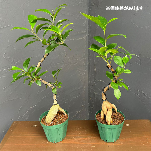 ガジュマル（曲げ仕立て）　3号鉢植え*