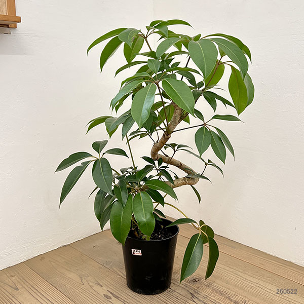 ツピダンサス(シェフレラ・ピュックレリ) 7号鉢植え