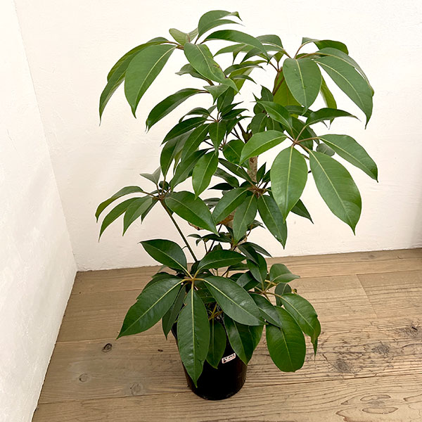 ツピダンサス(シェフレラ・ピュックレリ) 7号鉢植え