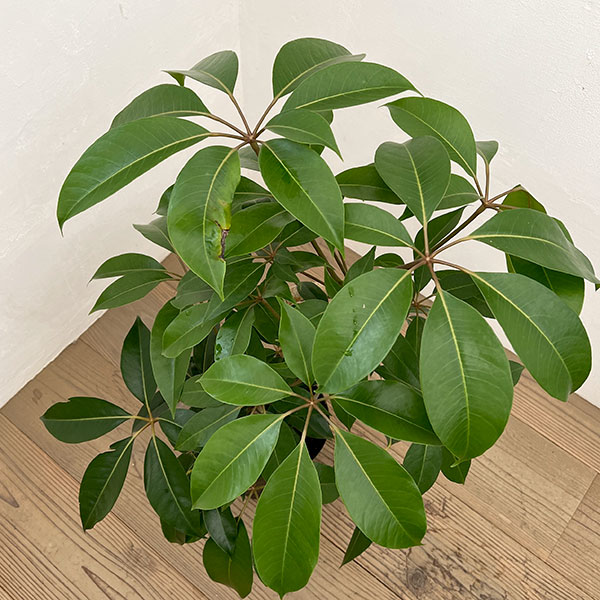 ツピダンサス(シェフレラ・ピュックレリ) 7号鉢植え