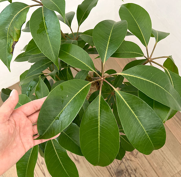 ツピダンサス(シェフレラ・ピュックレリ) 7号鉢植え