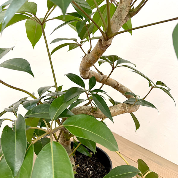 ツピダンサス(シェフレラ・ピュックレリ) 7号鉢植え