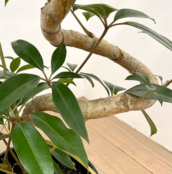 ツピダンサス(シェフレラ・ピュックレリ) 7号鉢植え