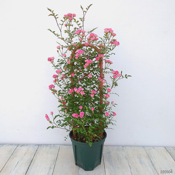 ミニバラ：ミサキ5号鉢植え　フェンス仕立て