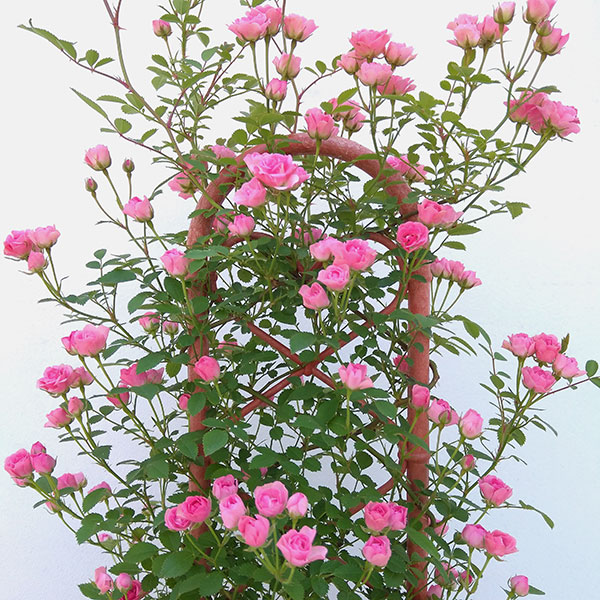 ミニバラ：ミサキ5号鉢植え　フェンス仕立て