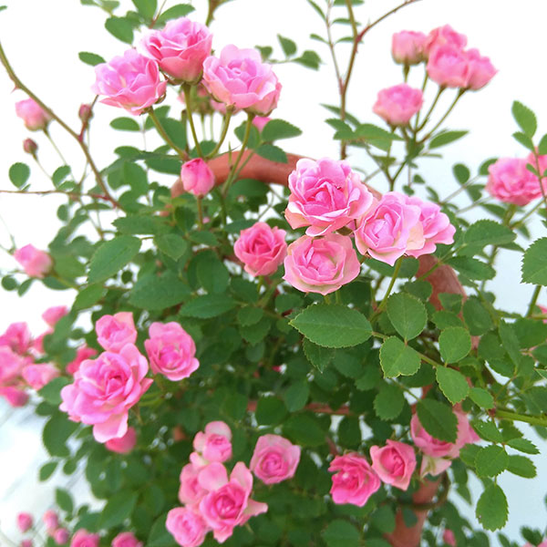 ミニバラ：ミサキ5号鉢植え　フェンス仕立て