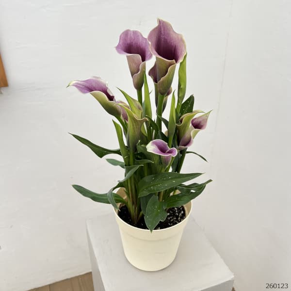 カラー：キャプテンカルーソ（紫）5号鉢植え