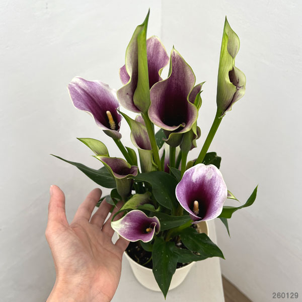 カラー：キャプテンカルーソ（紫）5号鉢植え