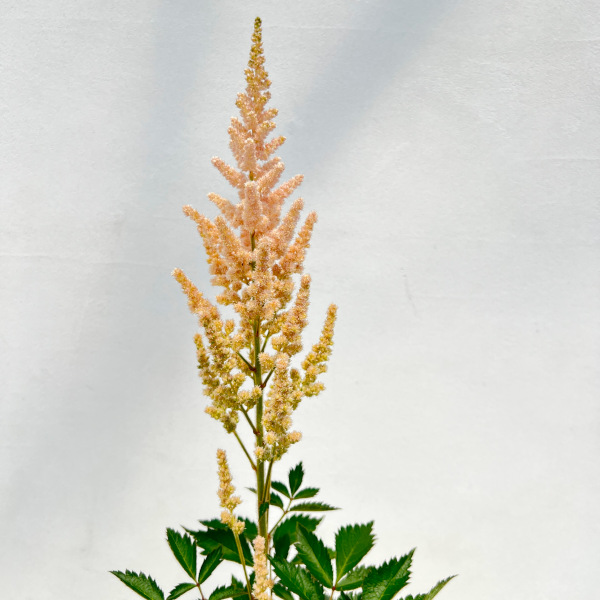 [26年4月下旬予約]アスチルベ：ビジョンインフェルノ4号ポット