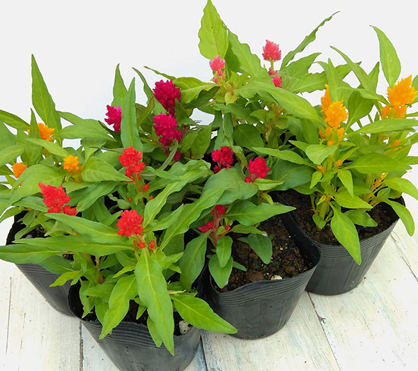 セロシア(ケイトウ・鶏頭):キモノ単色植え花色ミックス植え3.5号ポット 4株セット