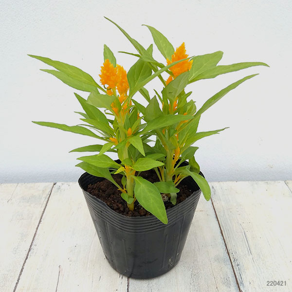 セロシア(ケイトウ・鶏頭):キモノ単色植え花色ミックス植え3.5号ポット 4株セット