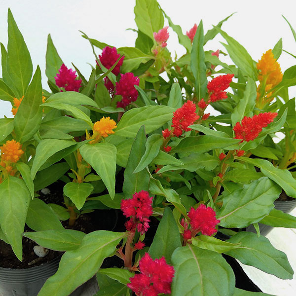 セロシア(ケイトウ・鶏頭):キモノ単色植え花色ミックス植え3.5号ポット 4株セット