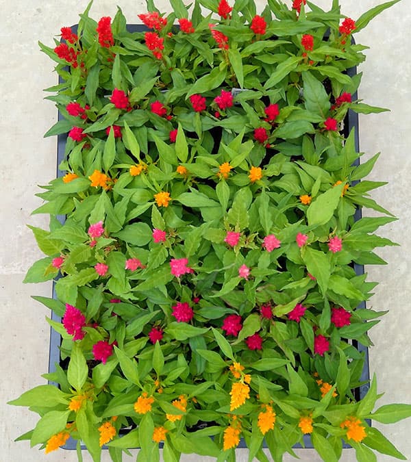 セロシア(ケイトウ・鶏頭):キモノ単色植え花色ミックス植え3.5号ポット 4株セット