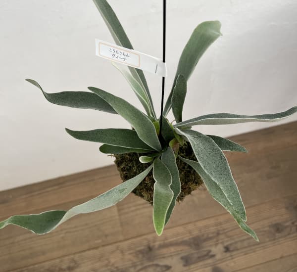 ビカクシダ（コウモリラン）：ベイチー　苔玉仕立て