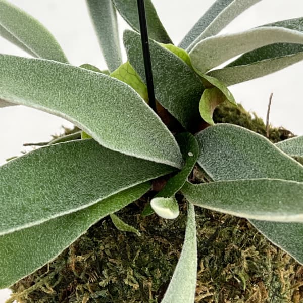 ビカクシダ（コウモリラン）：ベイチー　苔玉仕立て