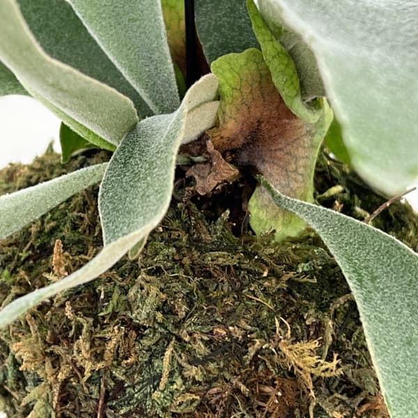 ビカクシダ（コウモリラン）：ベイチー　苔玉仕立て