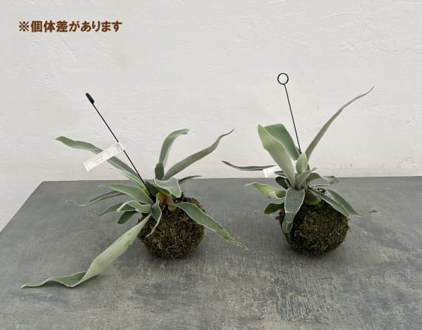 ビカクシダ（コウモリラン）：ベイチー　苔玉仕立て