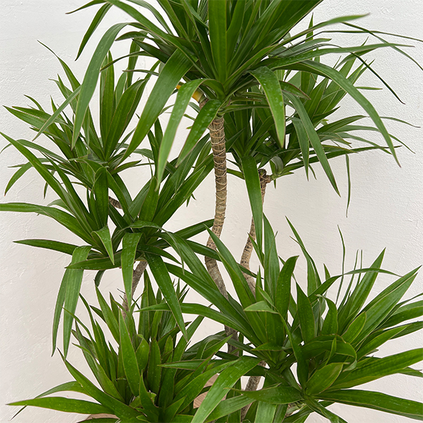 ドラセナ:ナビ― 7号ポット