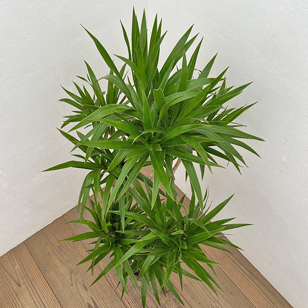 ドラセナ:ナビ― 7号ポット