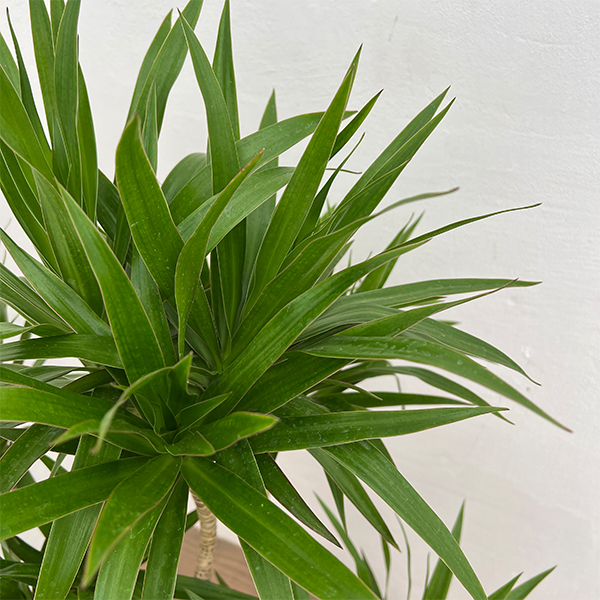 ドラセナ:ナビ― 7号ポット