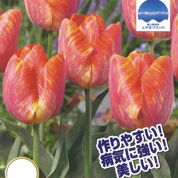 チューリップ:夕やけ小町3球入り(T)