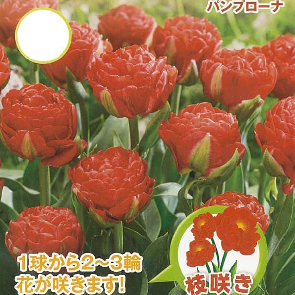 [26年10月中下旬予約]チューリップ：パンプローナ3球入り（DE）（早咲き）
