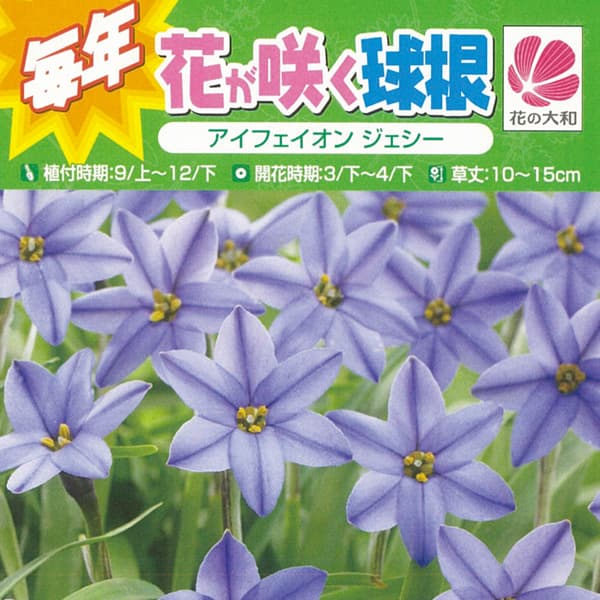 [25年9月中下旬予約]アイフェイオン（ハナニラ）： ジェシー10球入り