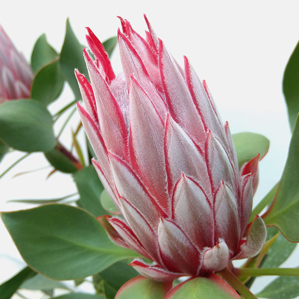 園芸ネット本店｜プロテア：リトルプリンス6号 の通販【公式】