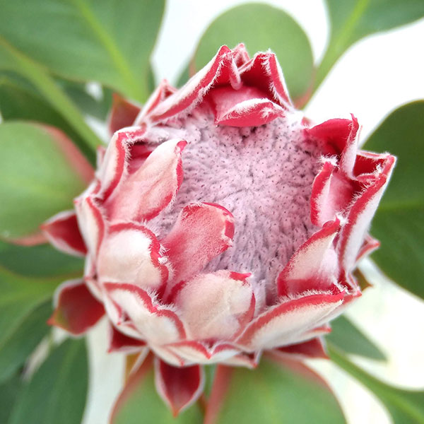 olive8 プロテア類 6種 olive8様専用 プロテア類 6種