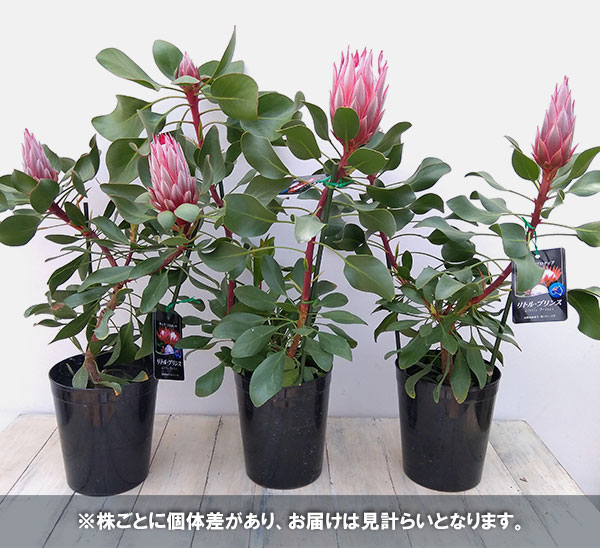 園芸ネット本店｜プロテア：リトルプリンス6号 の通販【公式】
