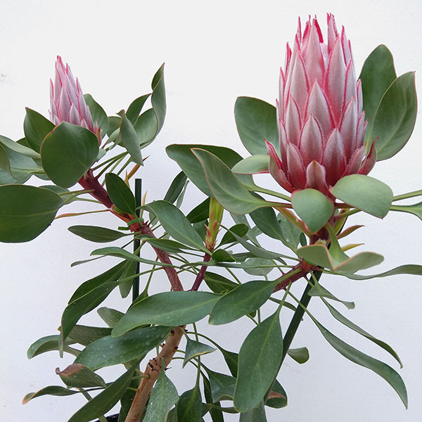 園芸ネット本店｜プロテア：リトルプリンス6号 の通販【公式】