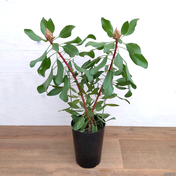 園芸ネット本店｜プロテア：リトルプリンス6号 の通販【公式】