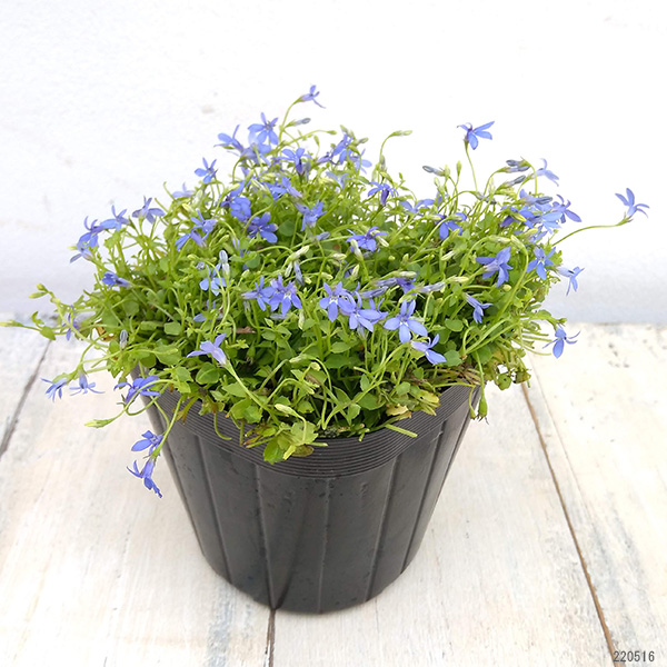 プラティア:ブルー(ディープブルー)3.5号ポット