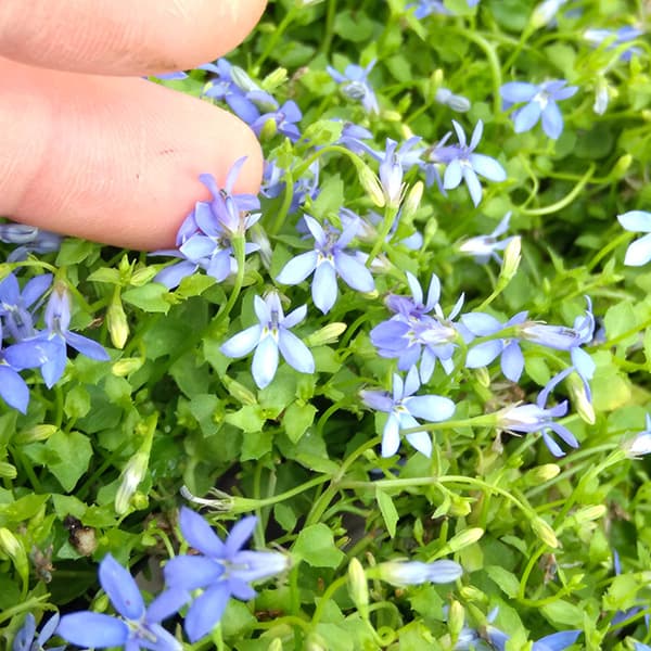 プラティア:ブルー(ディープブルー)3.5号ポット