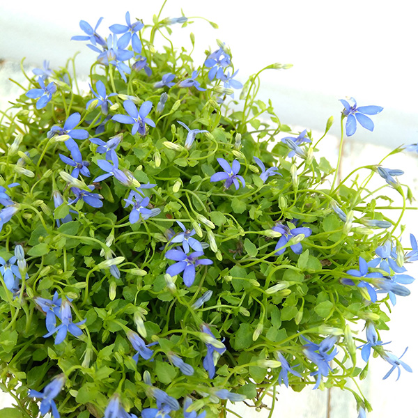 プラティア:ブルー(ディープブルー)3.5号ポット