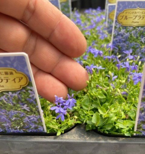 プラティア:ブルー(ディープブルー)3.5号ポット