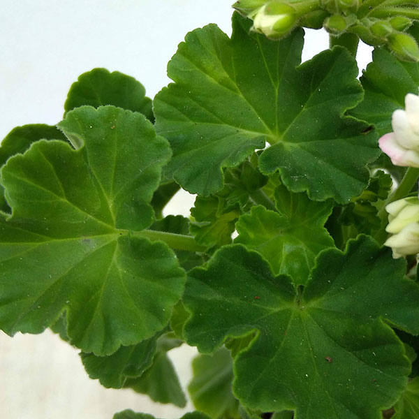 園芸ネット本店｜ゼラニウム（八重咲き）：キャンディーボール3.5号