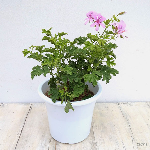 ニオイゼラニウム：レモン4.5号鉢植え