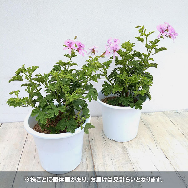 ニオイゼラニウム：レモン4.5号鉢植え