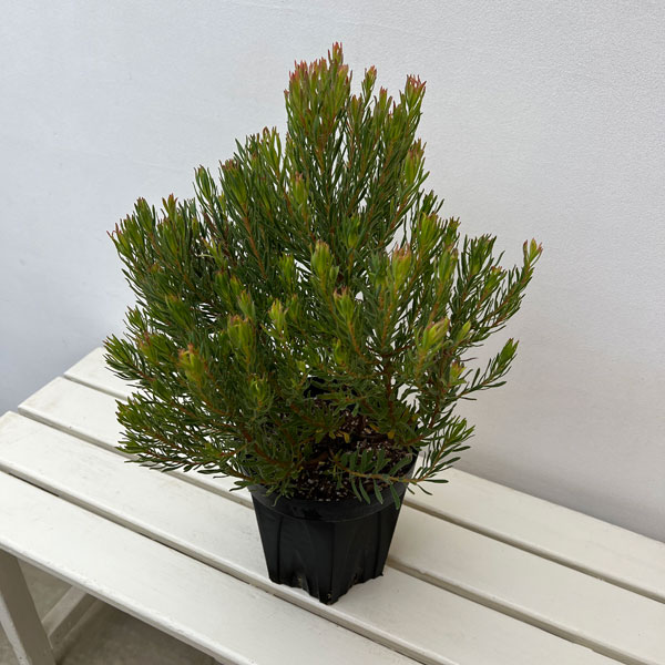 リューカデンドロン：ストロベリーフェア6号鉢植え