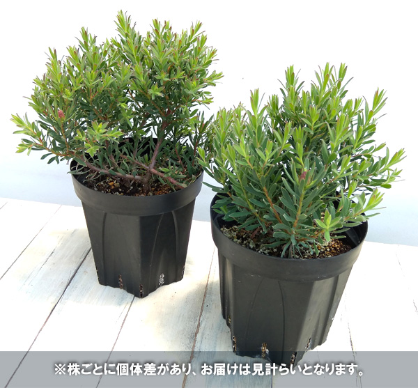 リューカデンドロン：ストロベリーフェア6号鉢植え