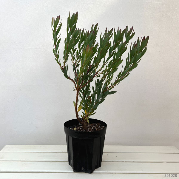 リューカデンドロン：シックスティーンキャンドル6号鉢植え