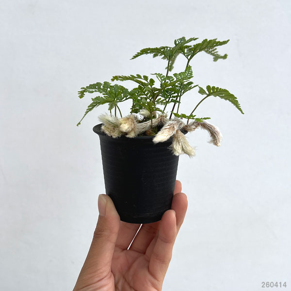 トキワシノブ:姫猫(ひめねこ)2.5号