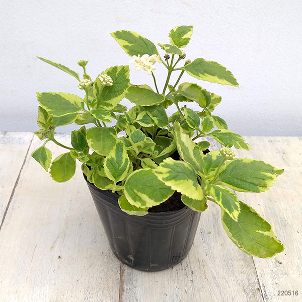 ランタナ:斑入りホワイト3号ポット