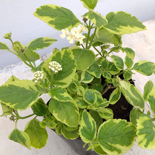 ランタナ:斑入りホワイト3号ポット